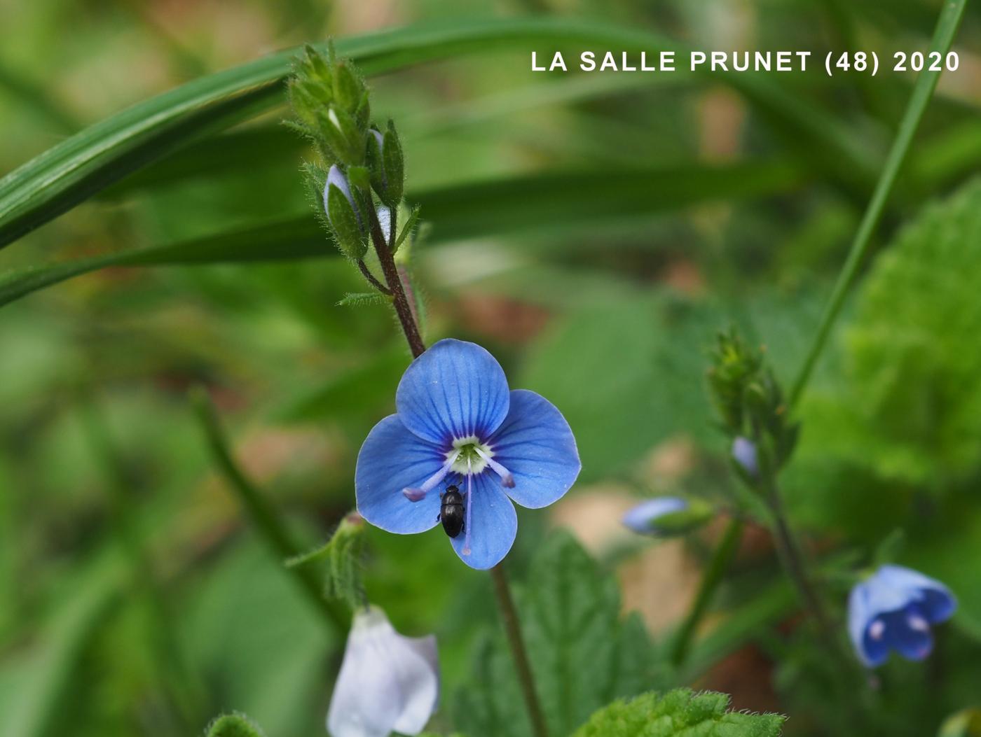 Speedwell, Germander flower